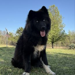 Raven - Siberian Husky