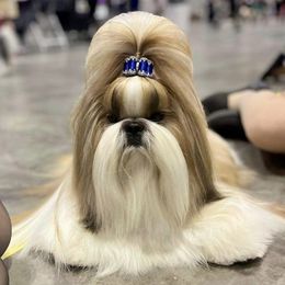 Shih Tzus from Jolisse Shih-Tzu
