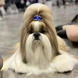 Shih Tzus from Jolisse Shih-Tzu