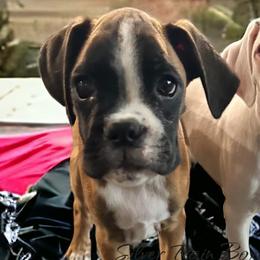 BABYFACE Boy 1 - Fawn Boxer puppy in Lafayette, Tennessee from Silver Rain