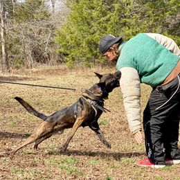 Iggy - Dutch Shepherd