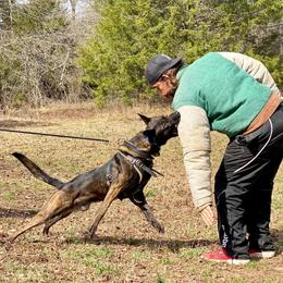 Iggy - Dutch Shepherd