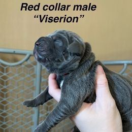 Viserion - Gray male Cane Corso puppy in Altoona, Alabama from Snead’s Cane Corso Kennel