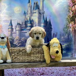 Golden Retriever Puppies from Morgan’s Heart of Gold Retrievers