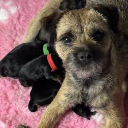 Border Terrier puppies from Windy Lane Border Terriers