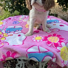 Cavalier King Charles Spaniel Puppies from Purple Moon Cavaliers