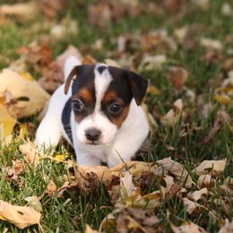 Diamond - Tri-color female Jack Russell Terrier puppy in West Bend, Iowa from Blue Skies Terriers