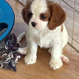 Godiva - Blenheim female Cavalier King Charles Spaniel puppy in Corona, California from Kelton Cavaliers
