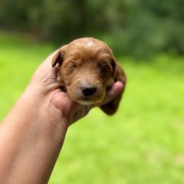 Girl 3 - Red  female Goldendoodle puppy in Bogue Chitto, Mississippi from Valentine Kennels