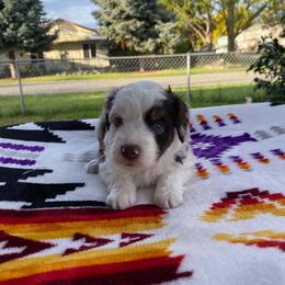 Quest - Red merle male Miniature Australian Shepherd puppy in Oroville, Washington from High Mountain Aussies