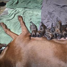 Boy 5 - Red male Redbone Coonhound puppy in Lebanon, Tennessee from Cedar Forest Redbones