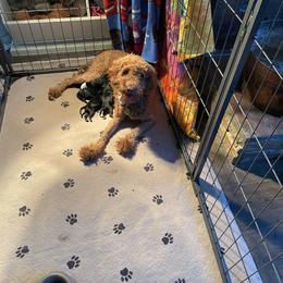 Cavalier King Charles Spaniel, Cavapoo, and Poodle Puppies from Melissa's East End Cavaliers