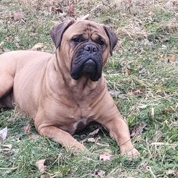 Bullmastiffs from Will-O-Way