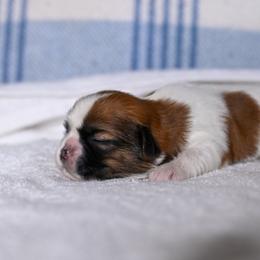 Timber - Black gold and white male Shih Tzu puppy in Montrose, Colorado from Nana's Happy Pups