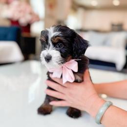 Tiana-light pink - Tri-color female Bernedoodle puppy in Ontario, California from Teddy Doodles & Standard Poodles
