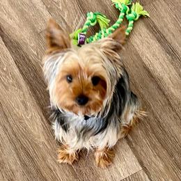 Yorkshire Terrier puppies from Chino Hills Yorkies
