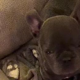 Cane Corso and French Bulldogs from Elite Kennels