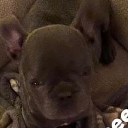 Cane Corso and French Bulldogs from Elite Kennels