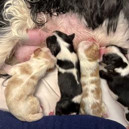 Tricolor Girl - Tri-color female Cavalier King Charles Spaniel puppy in Blanding, Utah from Blue House Cavaliers