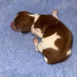 Late - Piebald male Dachshund puppy in Miami, Florida from Maitime Dachshund