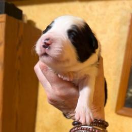 April - Black and white female Border Collie puppy in Lebanon, Oregon from Cahill’s Canines