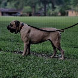 Pablo - Cane Corso