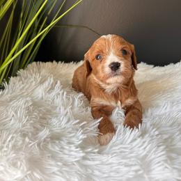Rocky - Brown male Cavapoo puppy in Gap, Pennsylvania from Coles Cavapoo’s