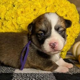 Purple Female-Reserved for Angela - Sable female Pembroke Welsh Corgi puppy in Mcarthur, Ohio from Bentley Corgis LLC