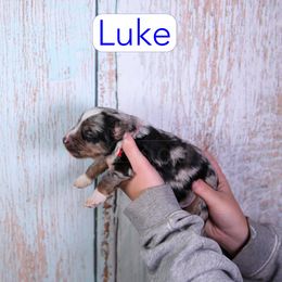 Luke - Merle male Assorted Doodle Crosses puppy in Calhoun, Georgia from Happy Top Doodles