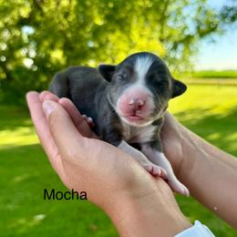 Mocha - Red tri-color female Australian Shepherd puppy in Blomkest, Minnesota from Meljestic Farms