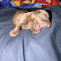Dachshund Puppies from Jedi Weiner Ranch