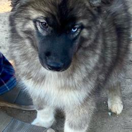 Harumi - Agouti and white female Siberian Husky puppy in Tennessee from Heavenly Made Huskies and Poms