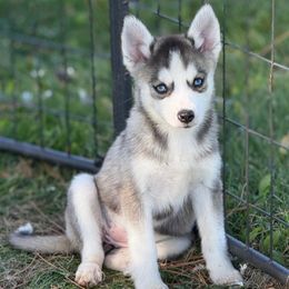 Wren - Wolf sable female Pomsky puppy in Lewiston, Minnesota from Family Pomsky