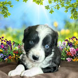 Miniature Australian Shepherd and Toy Australian Shepherd Puppies from Pawesome Lil Aussies