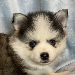 Pomskies from East Coast Pomskies