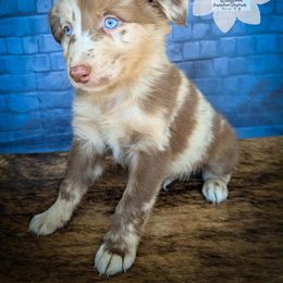 Boy 5 - Red merle male Australian Shepherd puppy in Owego, New York from WildBloom Australian Shepherds
