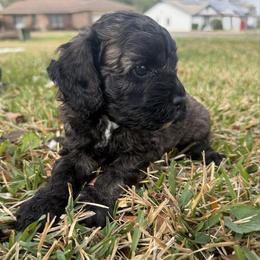 Lottie Moon - Sable female Cockapoo puppy in Tallahassee, Florida from Panhandle Pups