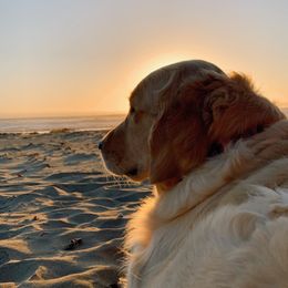 Golden Retriever Puppies from Golden Stone Retrievers ext.