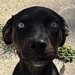 Catahoula Leopard Dogs from Compass Rose Catahoulas