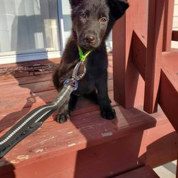 German Shepherd Puppies from Titanium Strong German Shepherds