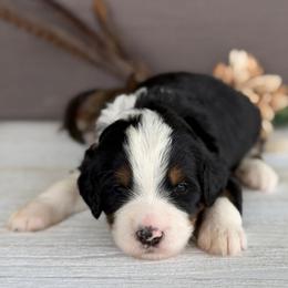 Biscuit - Tri-color male Bernedoodle puppy in El Campo, Texas from Little Fur Friends Bernedoodles