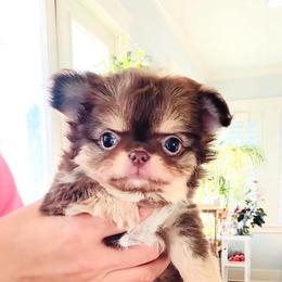 Lavender Rose 11500 ( pending ) - Chocolate and tan female Chihuahua puppy in Santa Rosa Beach, Florida from Eva's Chihuahua