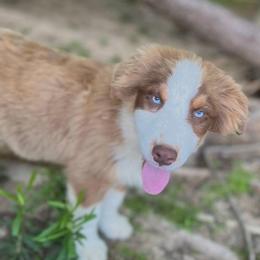 Bumblebee - Red tri-color male Australian Shepherd puppy in Albertville, Alabama from Salt Creek Aussies