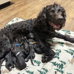 Boykin Spaniel Puppies from Drakes Creek Boykins LLC