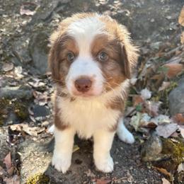 Teddy - Red tri-color male Australian Shepherd puppy in Grants Pass, Oregon from Carmel Mountain Aussies