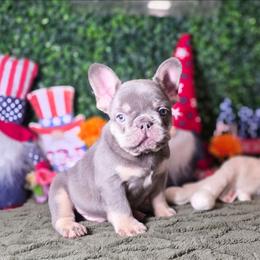 Titan - Tricolors male French Bulldog puppy in Burleson, Texas from Diamond Deluxx Frenchies
