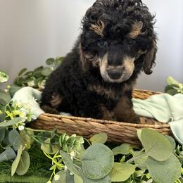 Grey - Phantom male Poodle puppy in Mauston, Wisconsin from Quiverfull Acres