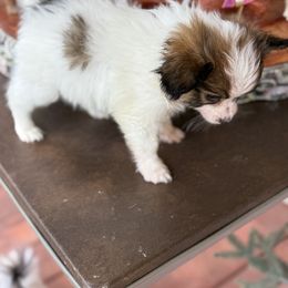 Papillon Puppies from Carousel Papillons