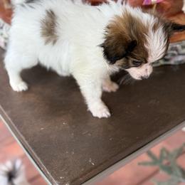 Papillon Puppies from Carousel Papillons