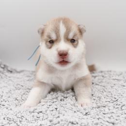 Robicheaux - Red and white male Siberian Husky puppy in Meadow Vista, California from Thistle Hill Siberians
